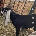 لاصحاب الصنف للبيع جفره فاخره