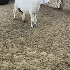 نعجه والد حريه