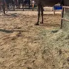 للبيع ضروبه توه معزول حاشيها امس