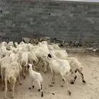 غنم للبيع رفد