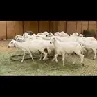 ضان مراح واحد دفيع