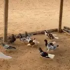 حمام كش حمام سوري شامي زوج