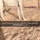 خلفه وضحاء