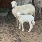 للبيع حريه خلفه رباع