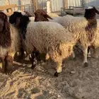 ذبايح للبيع
