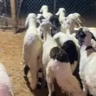 خرفان سواكن مرابي