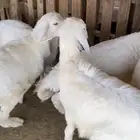 البيع طليان طيبه وشحم