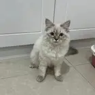 قطوه مع اغراضها