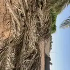 جريد سعف للبيع توصيل ينيع خارج ينبع