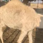 قعدان للبيع