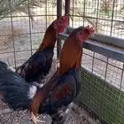 ديك بكستاني