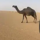 الضريبه المجهم الطيبة