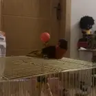 لوري سوانسر اليف ومتكلم