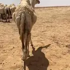 قصب قعود بكره