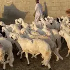 دمازين حق مناسبات مرابي