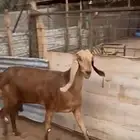 ماعز طيبه للبيع