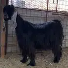 عنز عارضية والد صنف الصنف