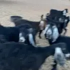 معزا عوارض وثنتين هولندي كلها دفيع وحصيب على السونار