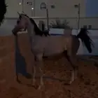 مهر شعبي كفو