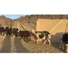 للبيع ضان نجد مراح واحد العدد55 معها فحل وأحد مضاريع