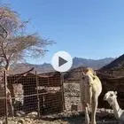 حايل تلقح ب الثالث سودانيه وامها حره