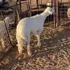 جذع حري طيب