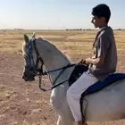 حصان كارثه لراعين هالطرب