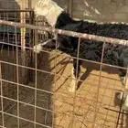 خروف نجدي