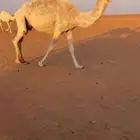 للبيع الضروبه الوضحا الكفو