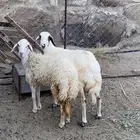 رخال جبره مقفله شحم واطراف مشالله