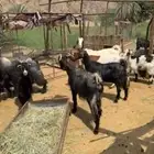 معزا للبيع