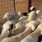 سواكني ابيض تربيه اكثر من 3 اشهر