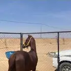 حصان شعبي للبيع العمر5 سنوات الأب وهو والام شعبي