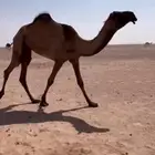 بكره كفو والخلفه طيبه