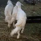 ذبايح كفو للبيع