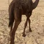 قعود مجهم قصب
