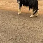 فحل نجدي مشروط