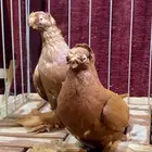 (( زوج اوزبك بعياله ))