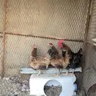 للبيع طقم دجاج ترثه