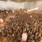 صوص دجاج فيومي