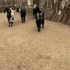 خمس معز للبيع