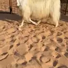 عنز مطوره خصم الخصمم (( تم البيع ))