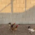 دجاج بلدي بياض