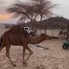 قعود للبيع
