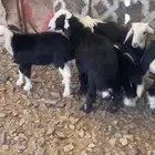 خرفان نجد تربيه