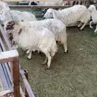 أربع ضان