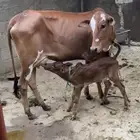 بقر بلدي
