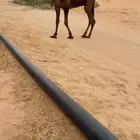 قعود كفو ببيع ابو مسكت بعير مبارك ابو سنيه