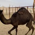 قعود  حاشي  بكره  زوجات مناسبات كفو بيشه