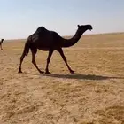 حقه على حكمان كفوا